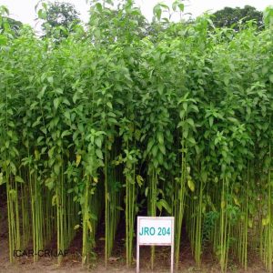 Jute plants