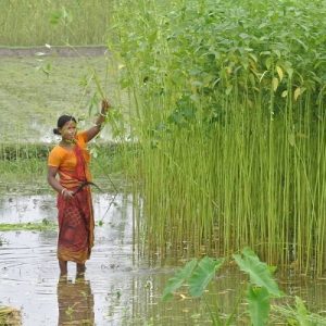 Jute-Harvesting